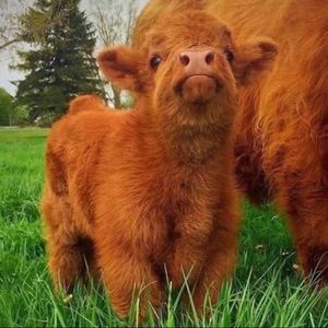 Meet your Posher, Cadence